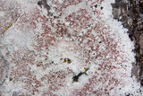 Haematomma fenzlianum image
