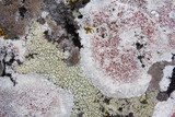 Haematomma fenzlianum image