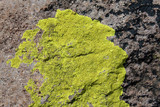 Pleopsidium chlorophanum image