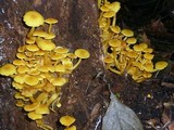 Tricholomopsis aurea image