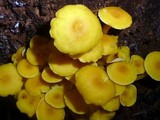 Tricholomopsis aurea image