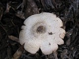 Agaricus placomyces image