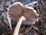 Agaricus placomyces image