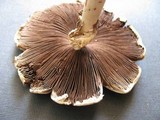 Agaricus placomyces image