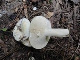 Lactarius glaucescens image
