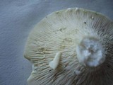 Lactarius glaucescens image