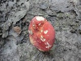 Russula flavisiccans image