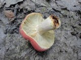 Russula flavisiccans image
