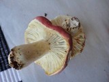 Russula flavisiccans image