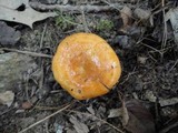 Lactarius croceus image