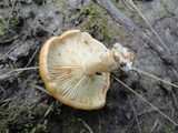 Lactarius croceus image