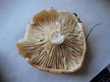 Lactarius croceus image
