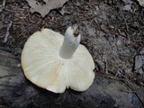 Russula flavisiccans image
