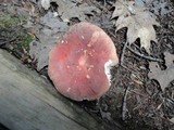 Russula flavisiccans image