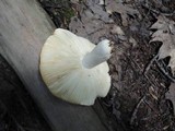 Russula flavisiccans image