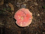 Russula flavisiccans image