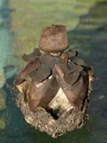 Geastrum fornicatum image