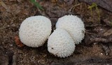Lycoperdon curtisii image