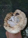 Amanita calyptratoides image