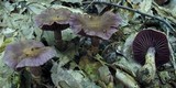 Cortinarius torvus image