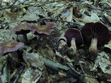 Cortinarius torvus image