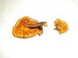 Gymnopilus luteofolius image