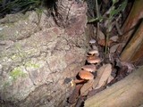Gymnopilus luteofolius image