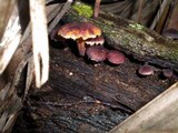 Gymnopilus luteofolius image