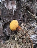 Buchwaldoboletus lignicola image