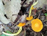 Humidicutis marginata var. concolor image