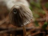 Mycena clavicularis image