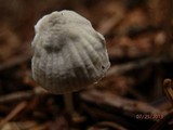 Mycena clavicularis image