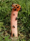 Lysurus periphragmoides image