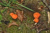 Tylopilus balloui image