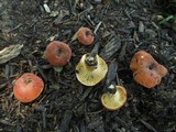 Lactifluus hygrophoroides image