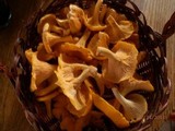 Cantharellus enelensis image
