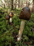Amanita brunnescens image