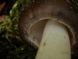 Amanita brunnescens image