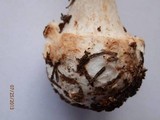 Amanita brunnescens image