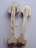 Amanita brunnescens image