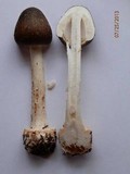 Amanita brunnescens image