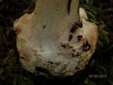 Amanita brunnescens image