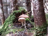 Hypomyces hyalinus image