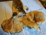 Lactarius psammicola f. glaber image