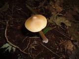Entoloma strictius image