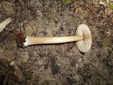 Entoloma strictius image