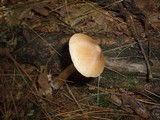 Entoloma strictius image