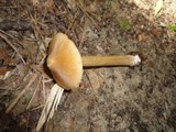 Entoloma strictius image