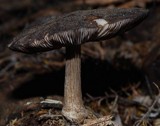 Pluteus similis image
