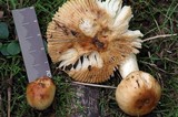 Russula foetentula image